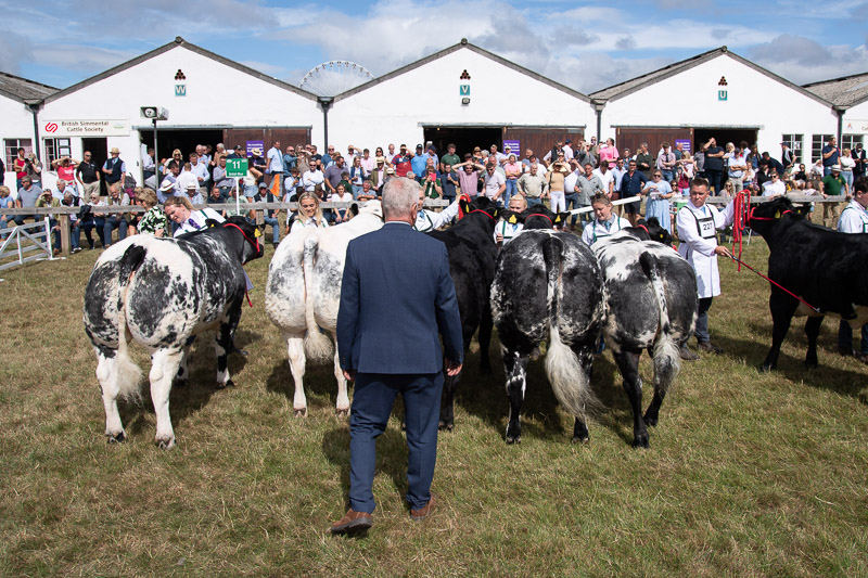 cattle judging